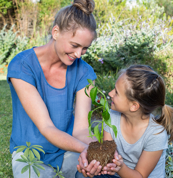 Balcony plant setup service